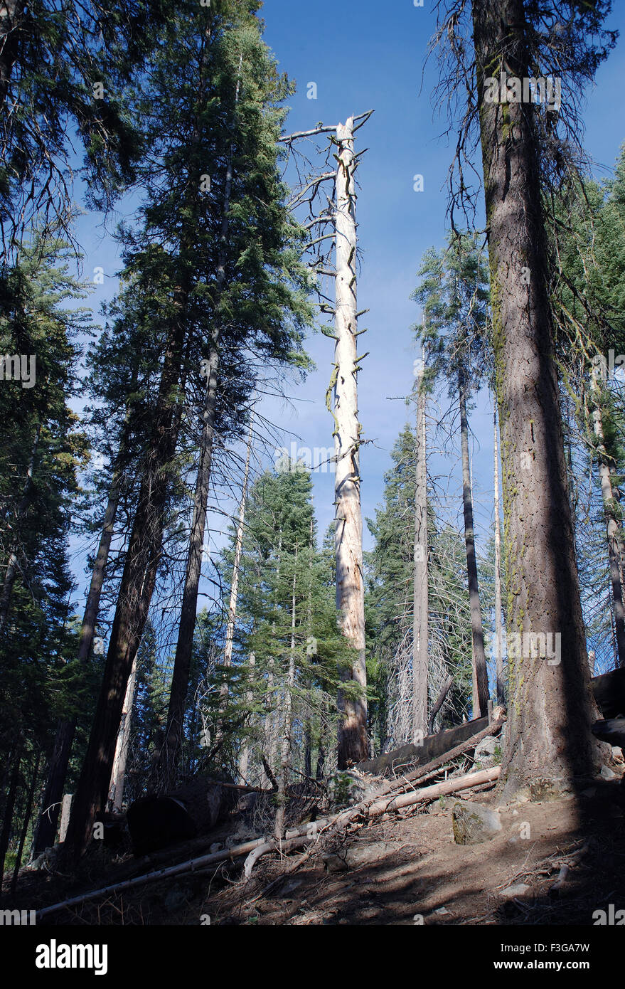 Mariposa Grove ; Wawona ; California ; Stati Uniti d'America ; Stati Uniti d'America ; Stati Uniti d'America ; Stati Uniti d'America ; Stati Uniti d'America ; Stati Uniti d'America Foto Stock