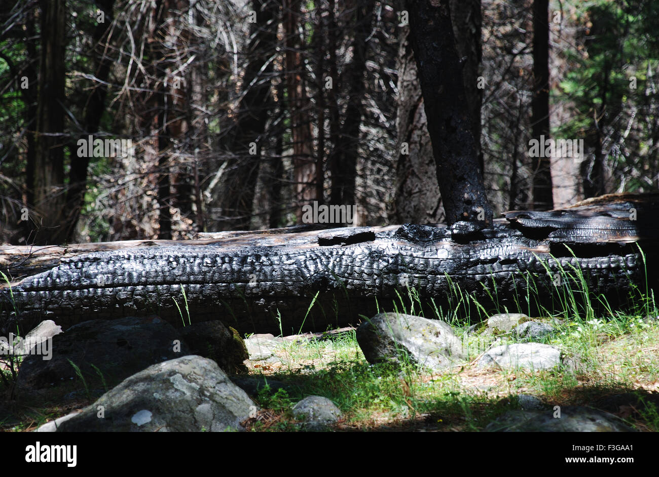 Croc ; Sito Patrimonio Mondiale 1984 ; il Parco Nazionale di Yosemite ; California ; Stati Uniti Stati Uniti d'America Foto Stock