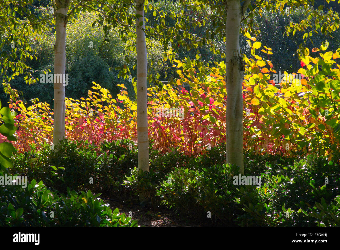 Himalayan Birches Betula utilis var jacquemontii e Red twig Dogwood cardinale Cornus sericea ottobre Foto Stock
