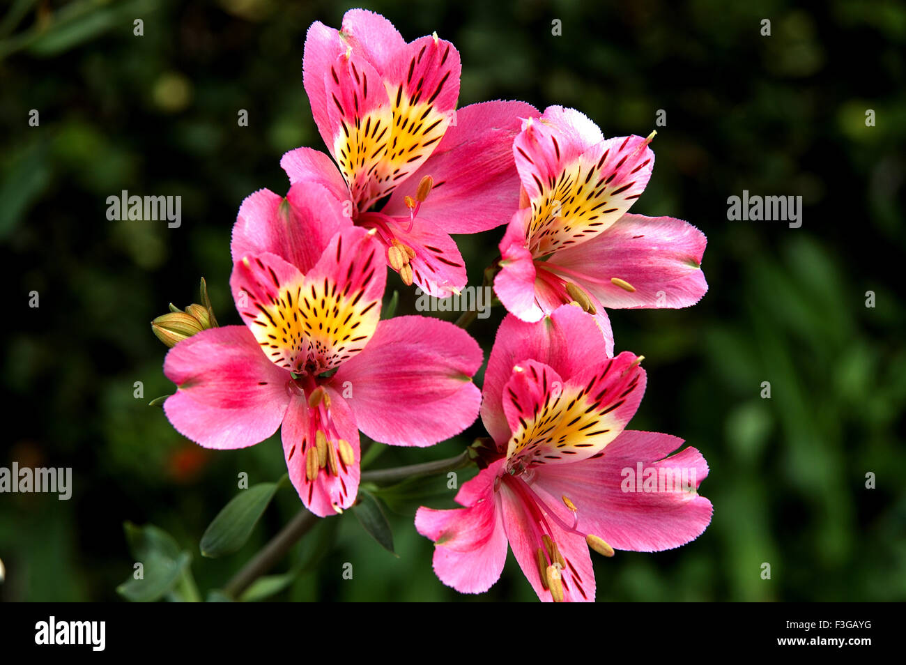 Butterfly fiori di colore rosa a bungalow privato a Munnar ; Kerala ; India Foto Stock