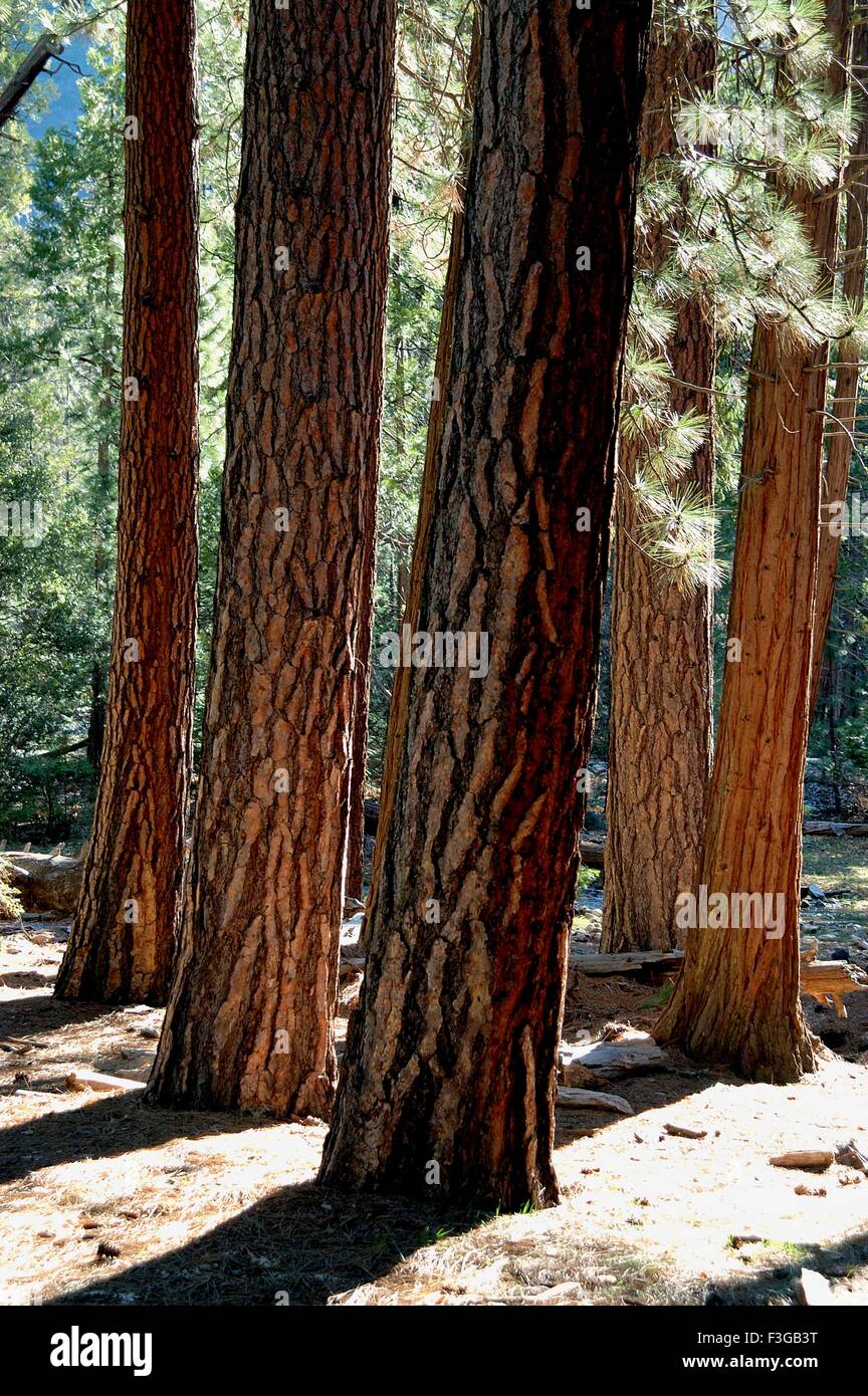Alberi a Yosemite Park ; California ; Stati Uniti Stati Uniti d'America Foto Stock