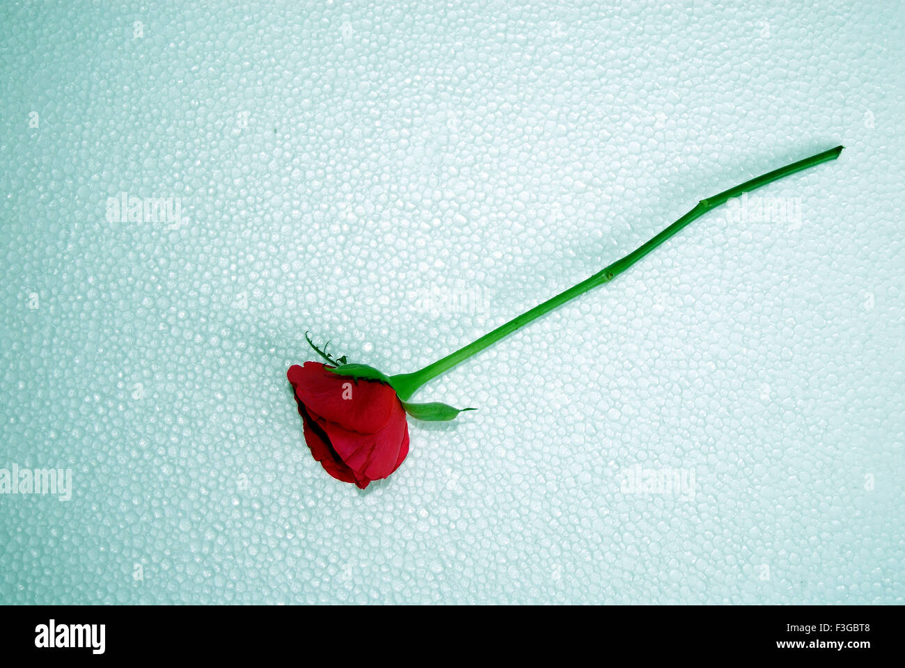 Red Rose Bud con stelo verde su sfondo bianco Foto Stock