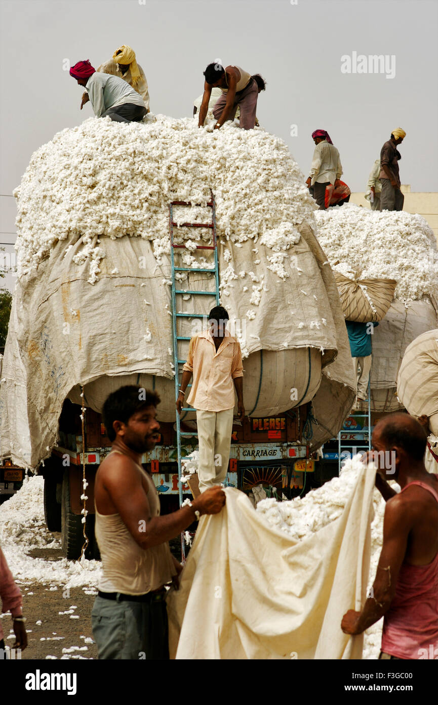 Operai di sesso maschile il caricamento di cotone greggio sul carrello cantiere di commercializzazione ; Rajkot ; Gujarat ; India Foto Stock