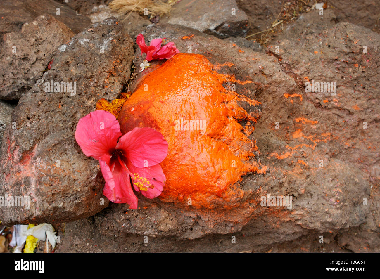 Fiore rosa su orange pietra dipinta religiosi indù dio ; Janjira Murud ; District Raigad ; Maharashtra ; India Foto Stock