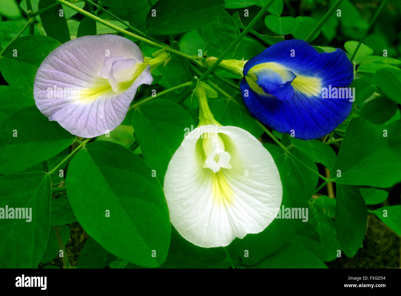 TARA-giardino di 50 semi farfalla blu PEA SEMI Clitoria ternatea fiore Vine OGANIC NATIVE