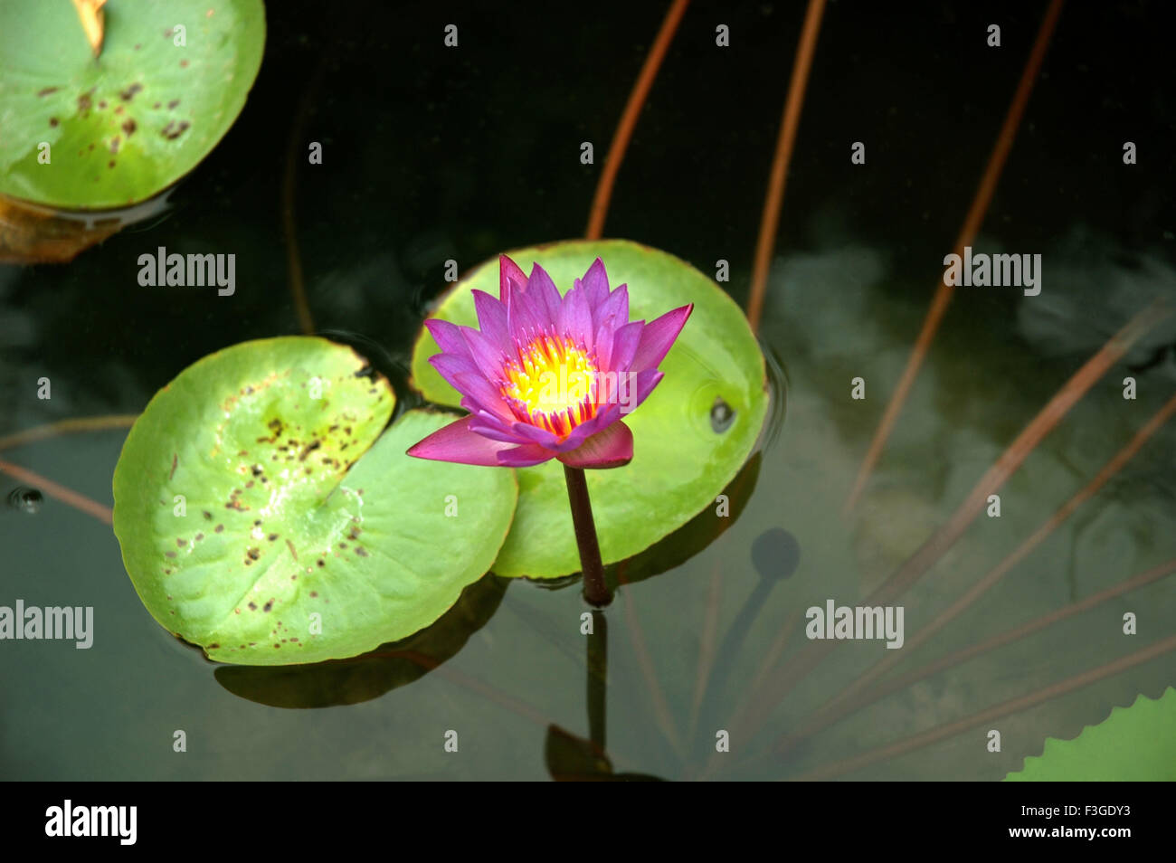 Fiore di loto ; Nelumbo nucifera ; loto indiano ; loto sacro ; loto ; India ; Asia Foto Stock