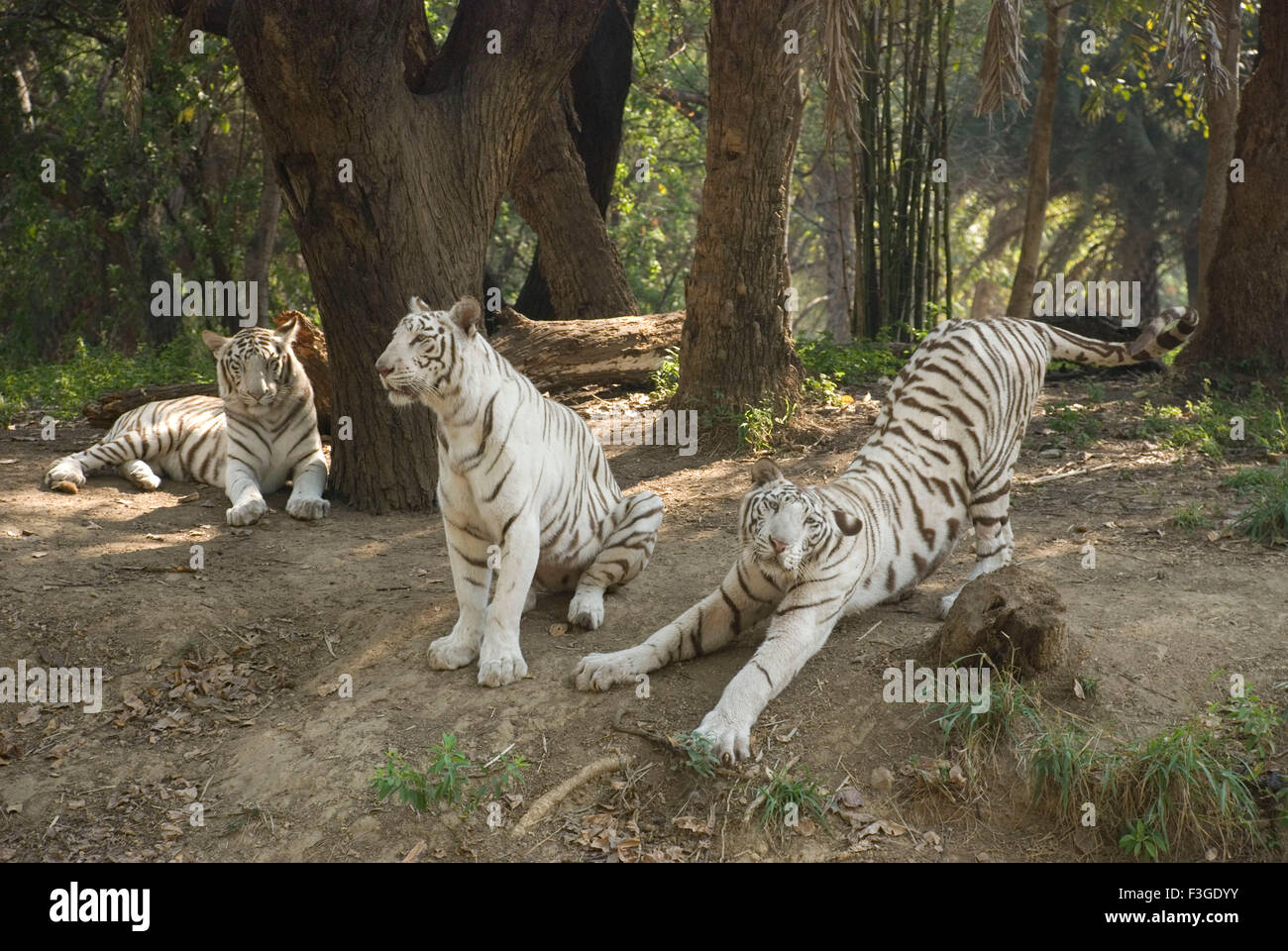 Tigre bianche, tigre sbiancate, animali, pigmentazione leucistica, tigri bengala, India, Asia Foto Stock