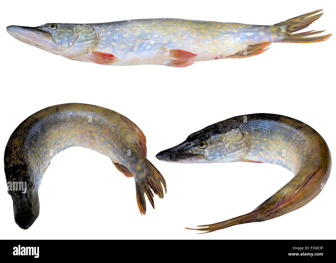 Il luccio, pesce, closeup, isolato, foto, bianco, orizzontale, acqua dolce, nero, crudo. Foto Stock