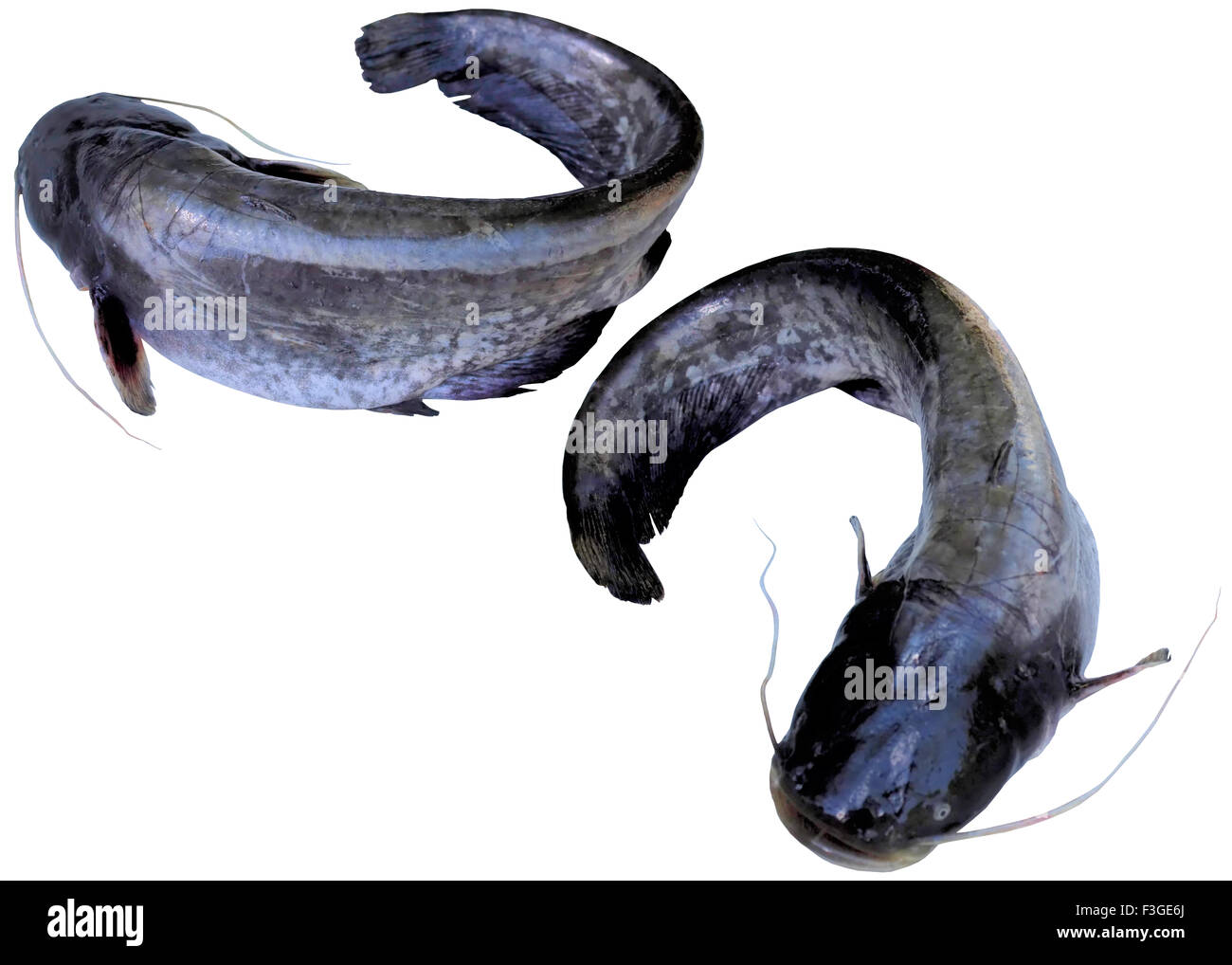 Pesci, closeup, som, isolata, foto, bianco, orizzontale, acqua dolce, nero. Foto Stock