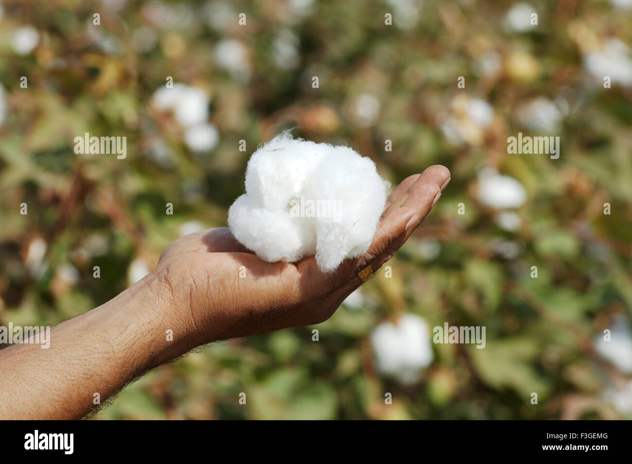 Campo di cotone ; boll cotone Gossypium herbaceum nel palmo della mano; Gujarat ; India Foto Stock