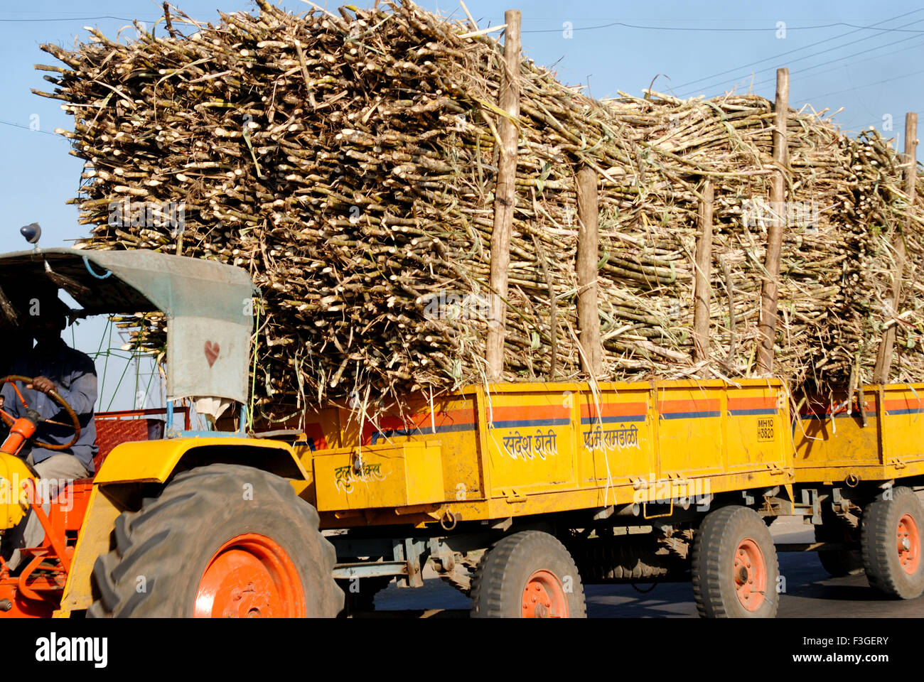 Sugarcanes caricato nel trasporto del trattore alla fabbrica di zucchero ; Sangli ; Maharashtra ; India Foto Stock