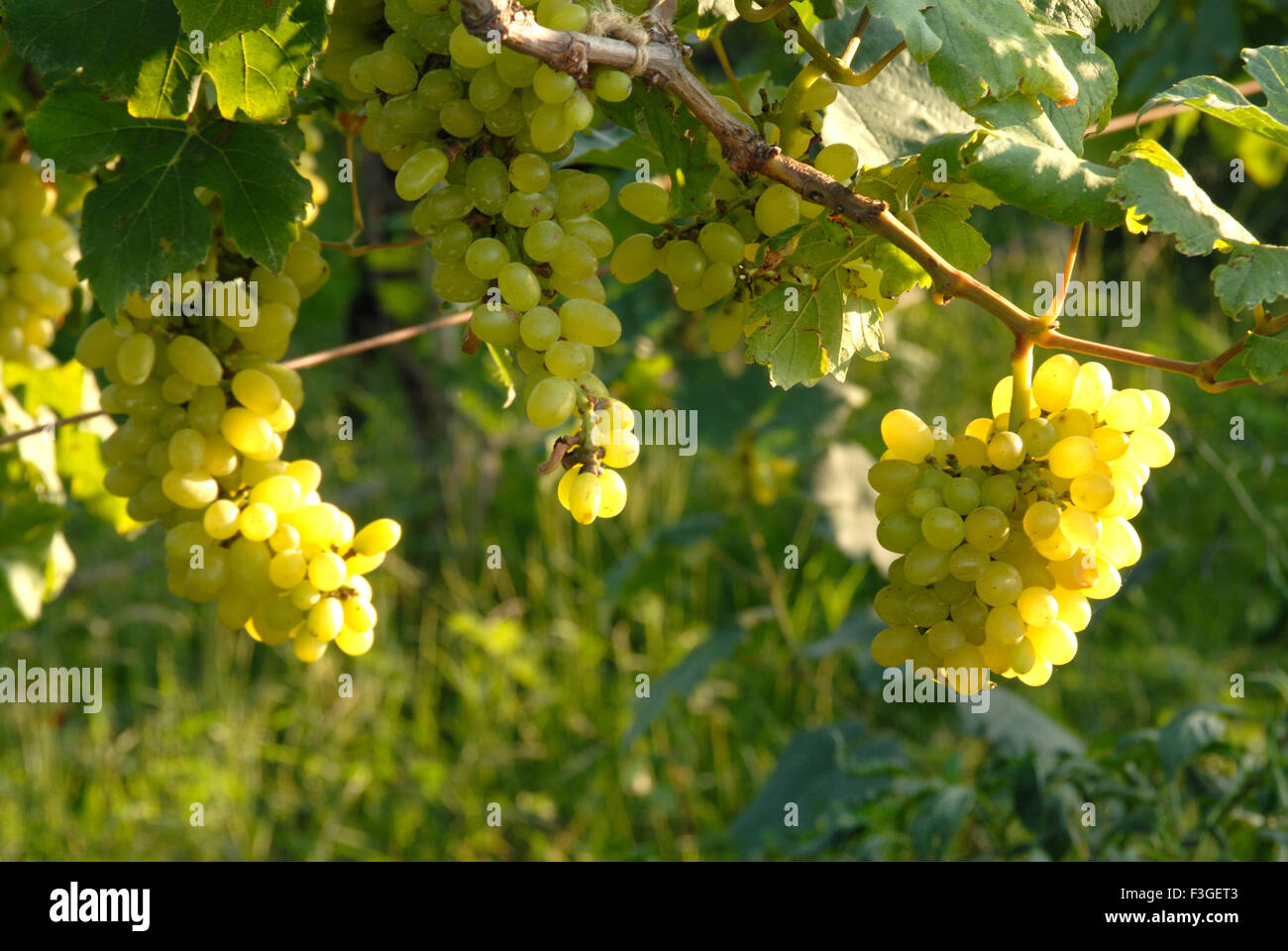 La frutta sana ; uva o angoor appeso ; Sangli ; Maharashtra ; India Foto Stock