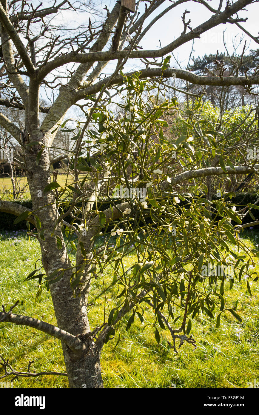 Vischio cresce su un giovane albero di mele nel WILTSHIRE REGNO UNITO Foto Stock