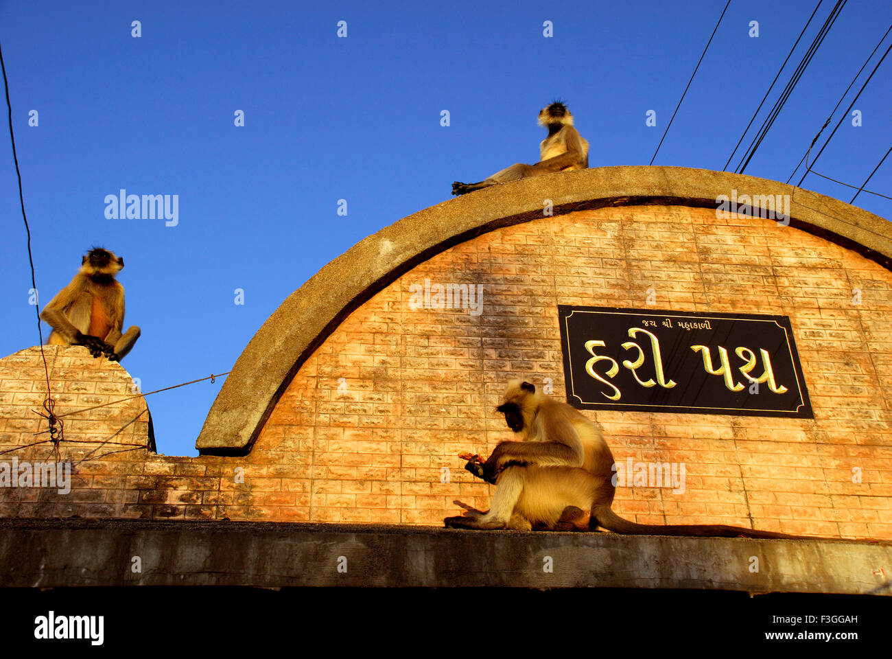 Langur grigie ; langur Hanuman ; scimmie Hanuman ; scimmie Langoor ; Hari Path ; Pavagadh ; collina di Pavagadh ; distretto di Panchmahal ; Gujarat ; India ; Asia Foto Stock
