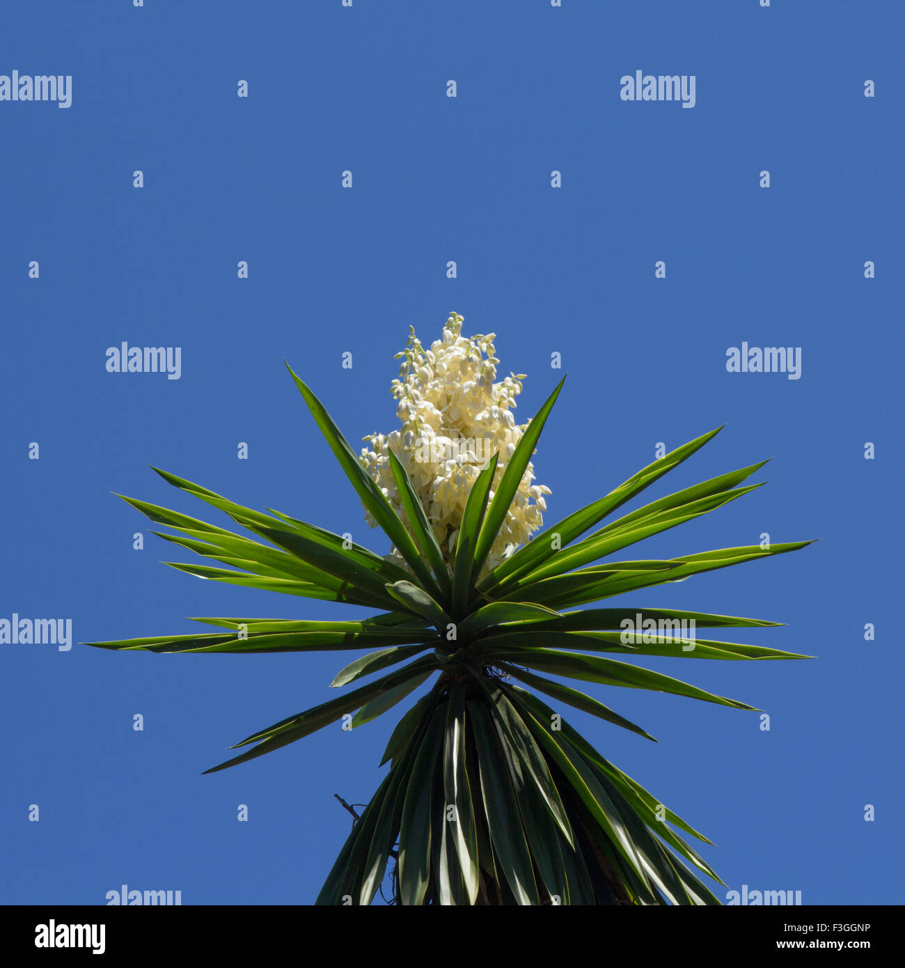 Fioritura di piante di yucca contro il cielo blu sullo sfondo Foto Stock
