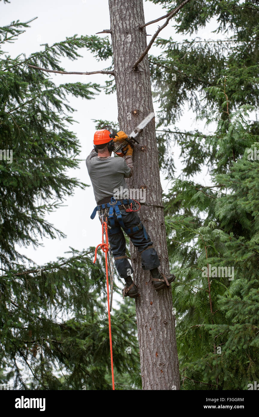 Tree feller al lavoro, Gabriola Island , British Columbia, Canada Foto Stock