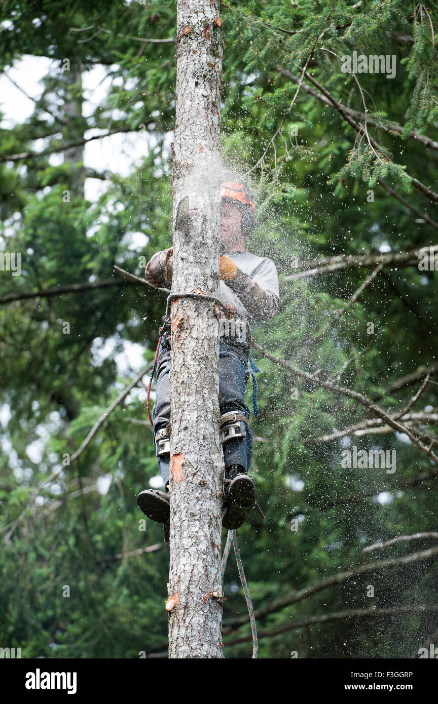 Tree feller al lavoro, Gabriola Island , British Columbia, Canada Foto Stock
