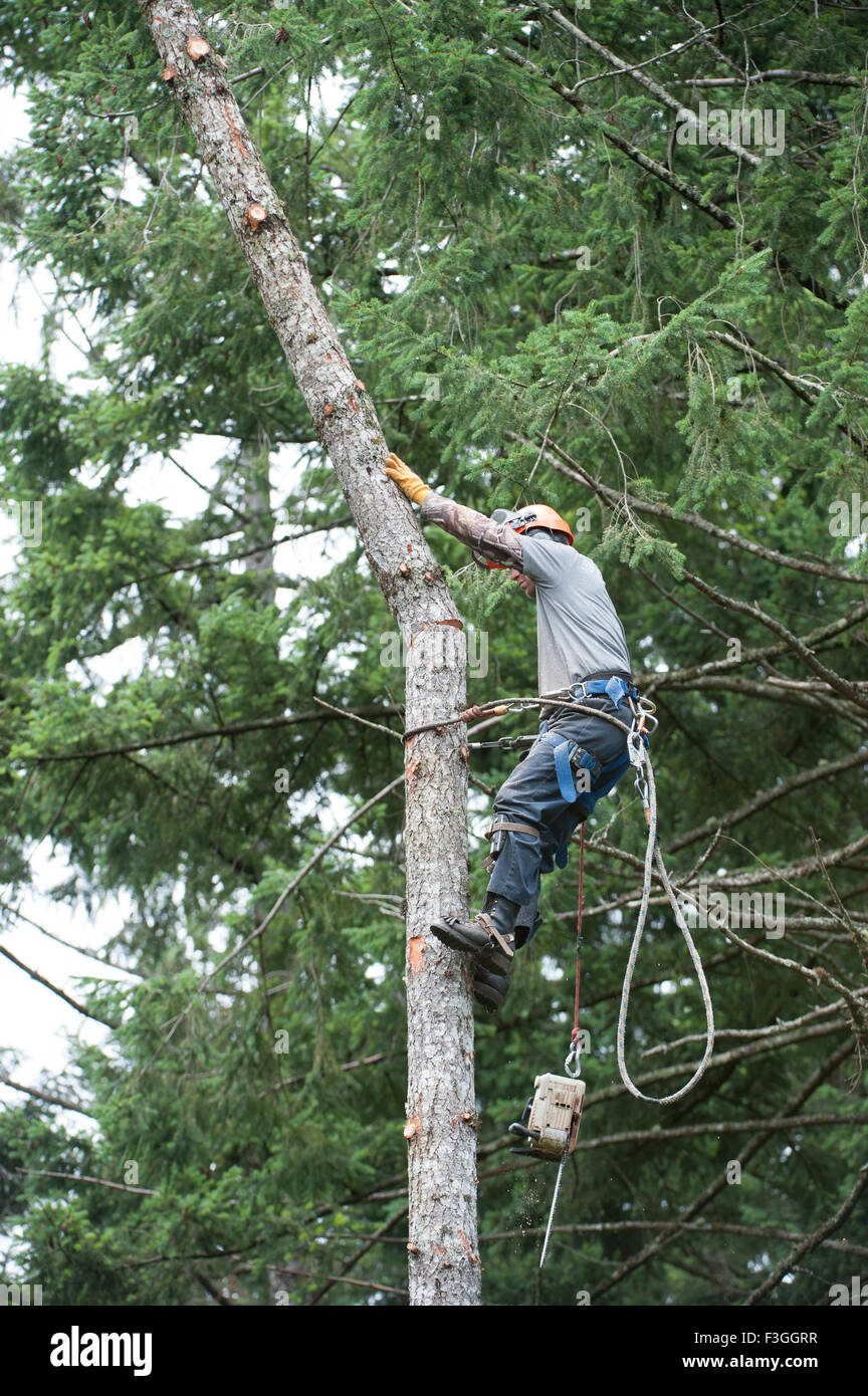 Tree feller al lavoro, Gabriola Island , British Columbia, Canada Foto Stock
