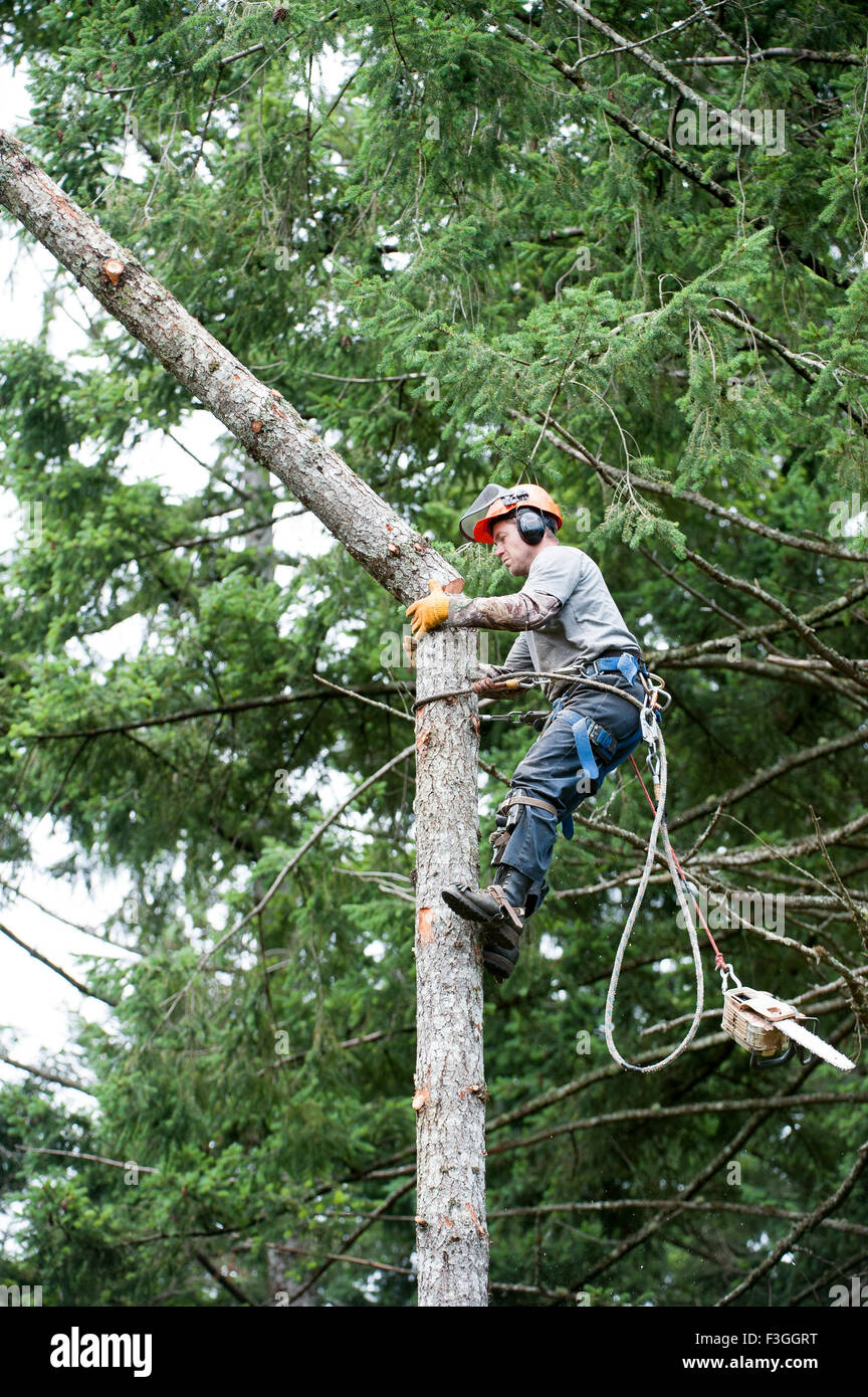 Tree feller al lavoro, Gabriola Island , British Columbia, Canada Foto Stock