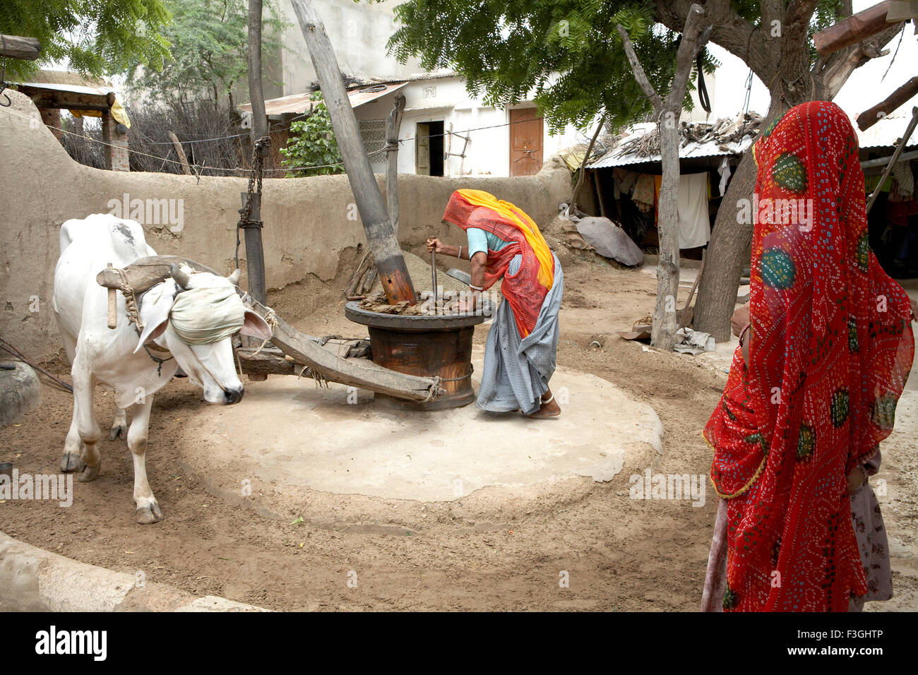 Donna su frantoio che regola il flusso di semi di senape ; Rajasthan ; India ; kolhu ka bail ; kolhoo ka bail ; frantoio ; frantoio a olio pressato ; frantoio a toro ; Foto Stock