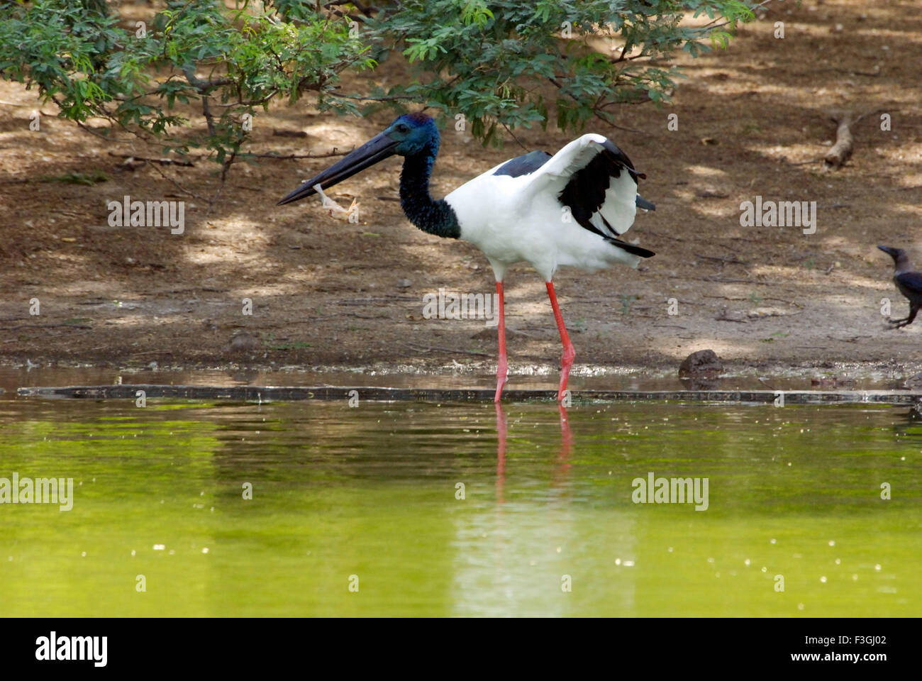 Collo Nero Stork uccello ; Delhi zoo; Delhi ; India Foto Stock