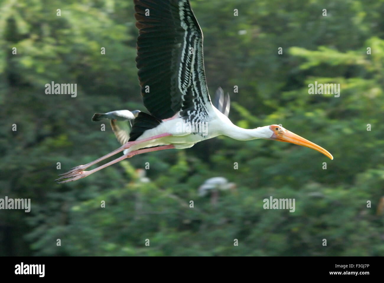 Dipinto di Stork bird flying ; lo zoo di Delhi ; Delhi ; India Foto Stock
