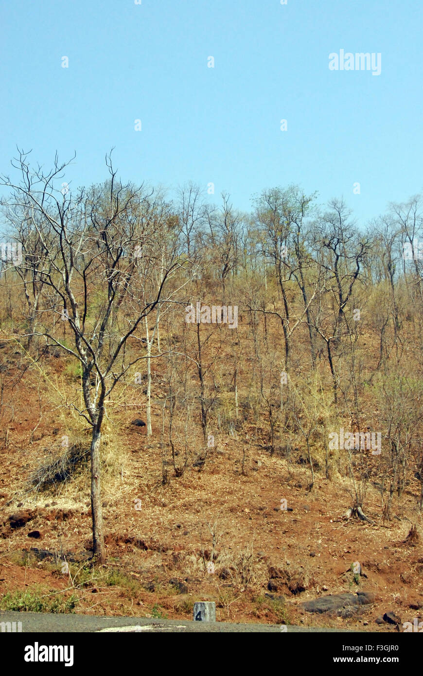 Foresta secca, distretto Dang ; Gujarat ; India , asia Foto Stock
