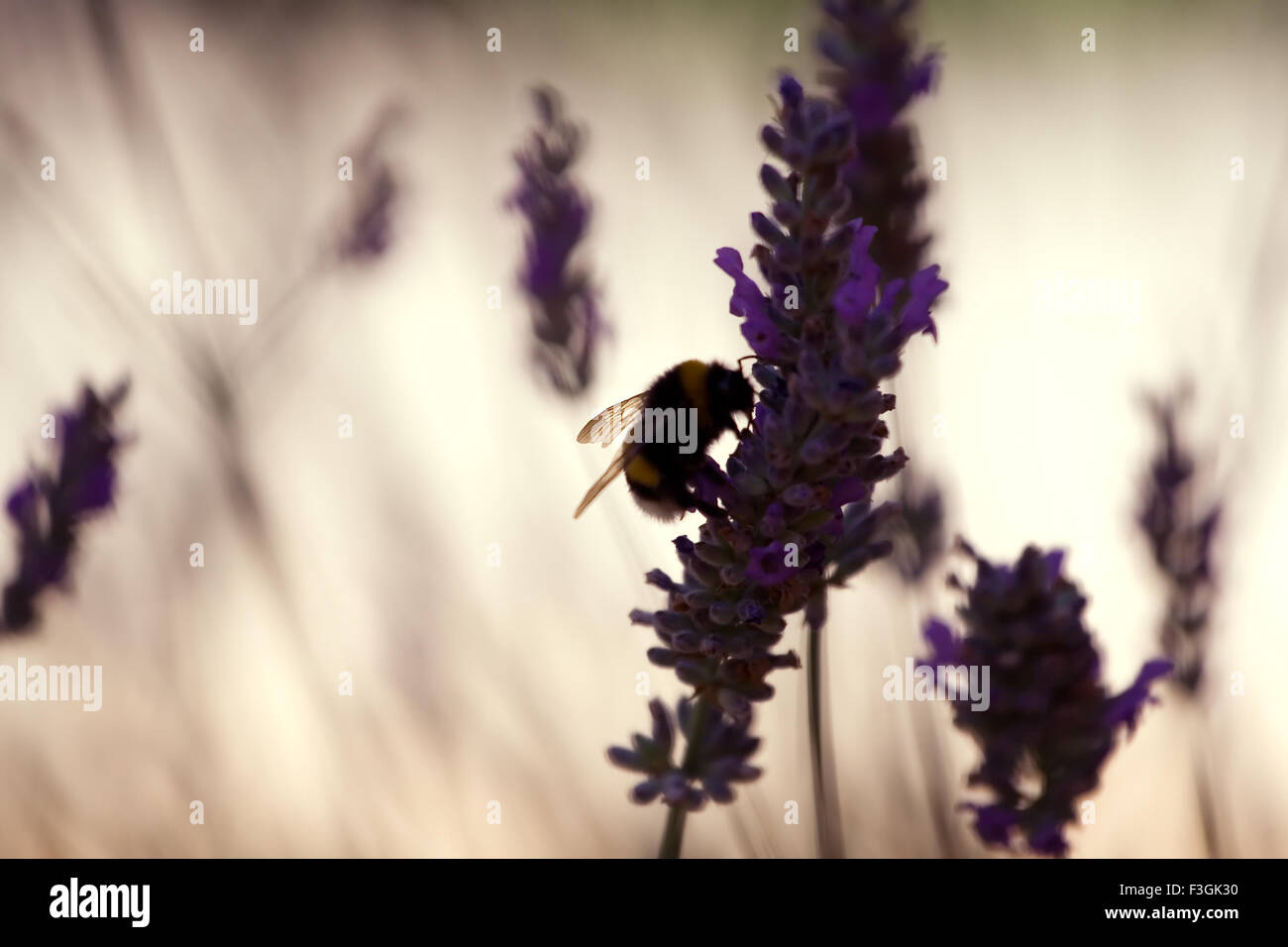 Bumble l'ape Foto Stock