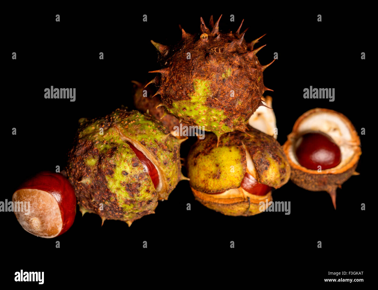 Ippocastano conkers su sfondo nero Foto Stock