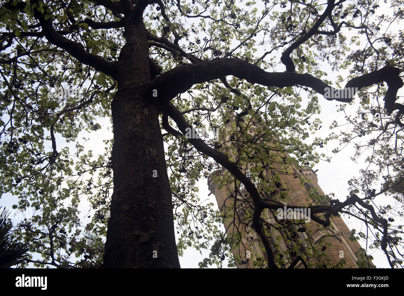 Torre Rajabhai nel contesto di un albero ; Mumbai Bombay ; Maharashtra ; India Foto Stock