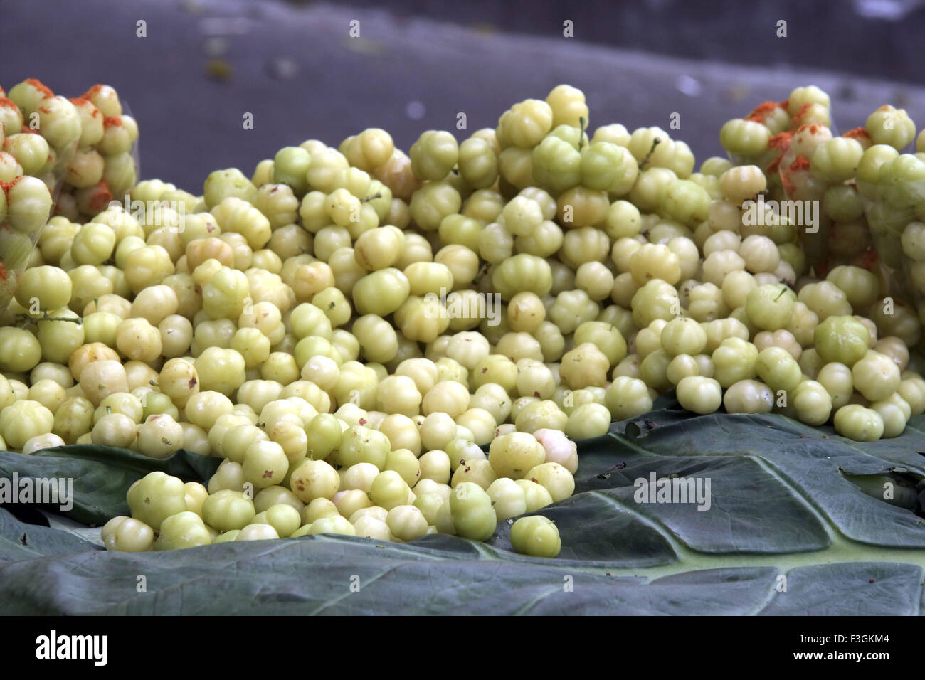 Star uva spina (Cicca acida) raccolti dalla wild ; Kurtallum ; Tamil Nadu ; India Foto Stock
