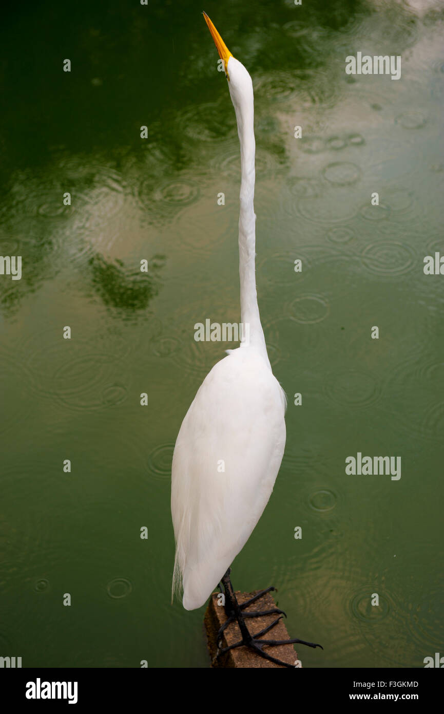 Aironi uccelli nel lago su amazon Foto Stock