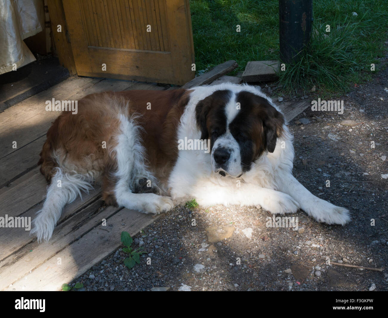 San Bernardo cane sdraiati al sole con la famiglia grande pet Foto Stock