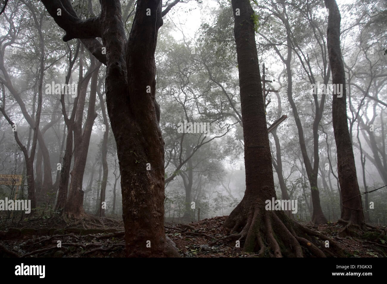 Vista della foresta nella stagione dei monsoni su Hill Station ; Matheran ; Maharashtra ; India Foto Stock