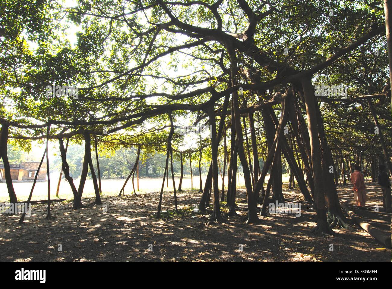 Banyan Tree più grande in India ; Giardino Botanico ; Calcutta ; Bengala Occidentale ; India Foto Stock