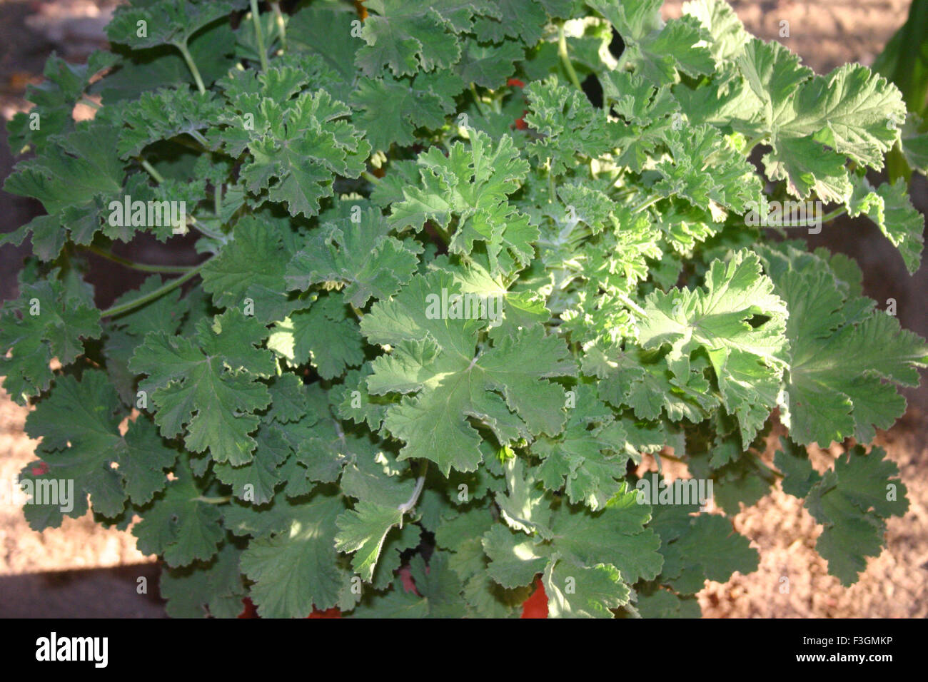 Melissa officinalis medicina ayurvedica - sgg 126399 Foto Stock