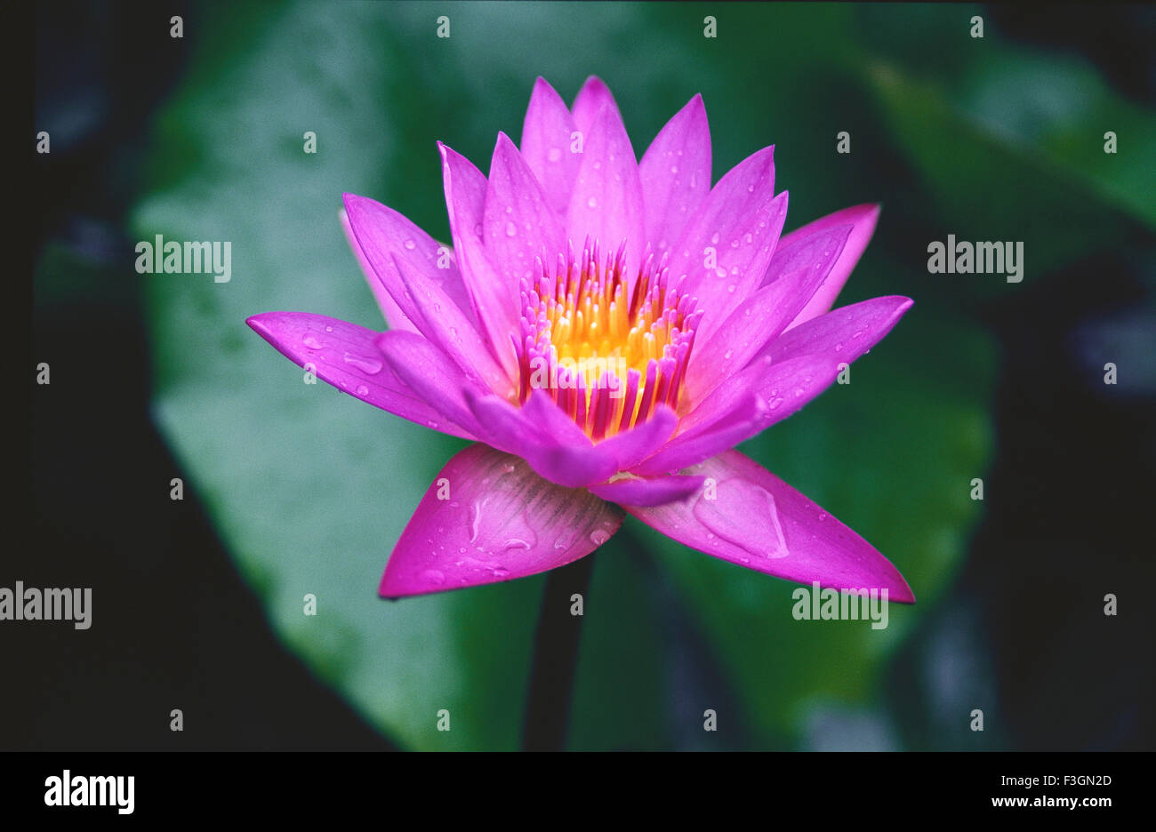 Gocce d'acqua sulla viola e petali di loto in stagno Foto Stock