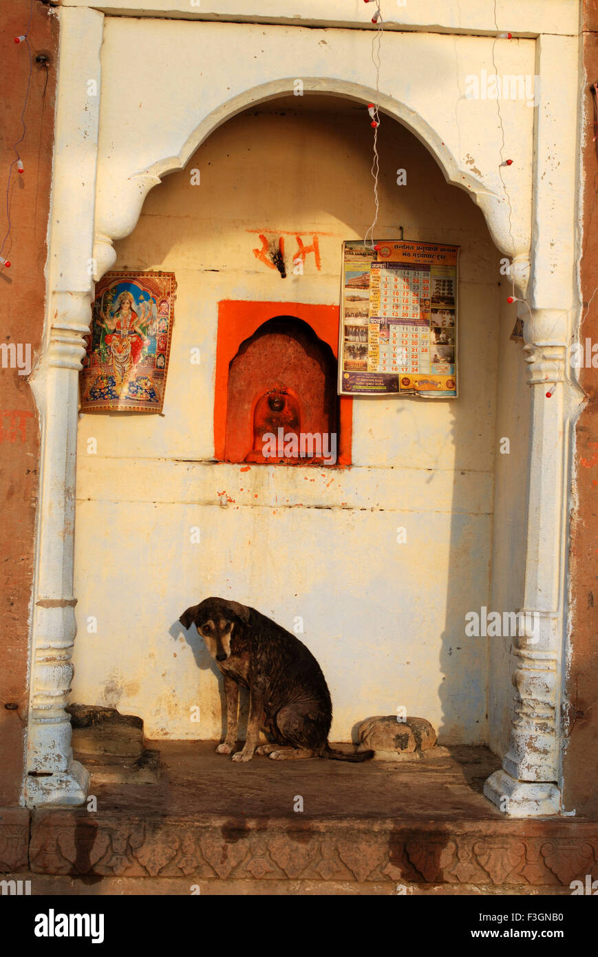 Cane in appoggio sotto la divinità idolo a Ghats ; Varanasi ; Uttar Pradesh ; India Foto Stock