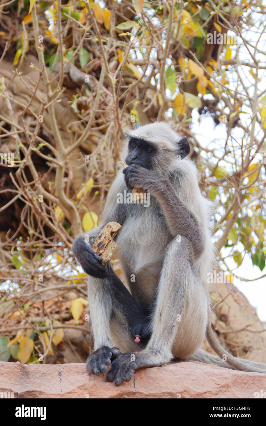 Mangia scimmia Langur, langur grigio, langur Hanuman, scimmia Hanuman, Jodhpur, Rajasthan, India, Asia Foto Stock