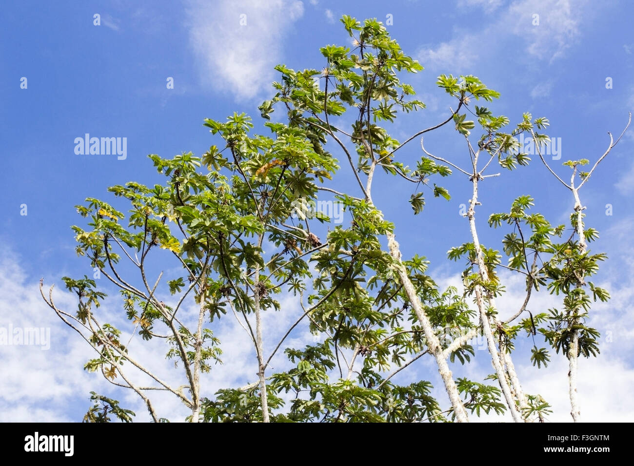 Peltata albero nella giungla della foresta pluviale, Ecuador, Sud America Foto Stock