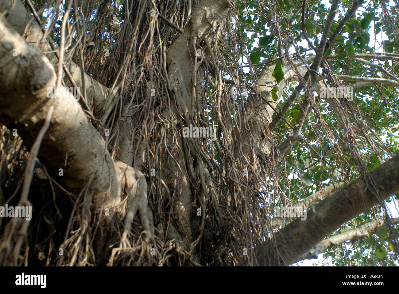 Radici aeree del banyan tree a Bagmandla ; Taluka Shreevardhan ; District Ratnagiri ; Maharashtra ; India Foto Stock