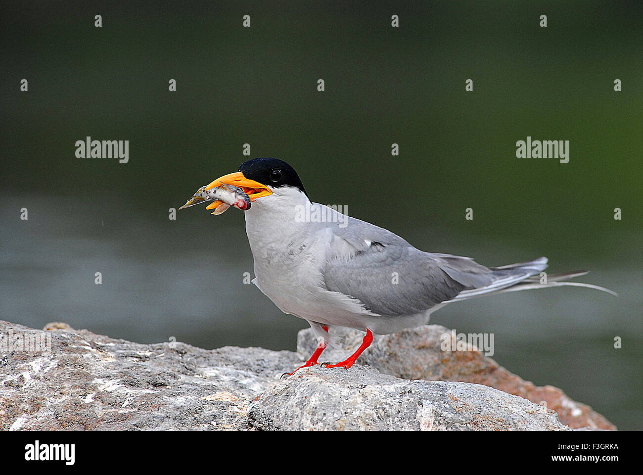 Uccello, Fiume Tern con alimentazione seduta su roccia, Sterna aurantia, Santuario degli Uccelli di Ranganathitoo, Ranganathittu, Mandya, Mysore, Karnataka, India, Asia, Foto Stock