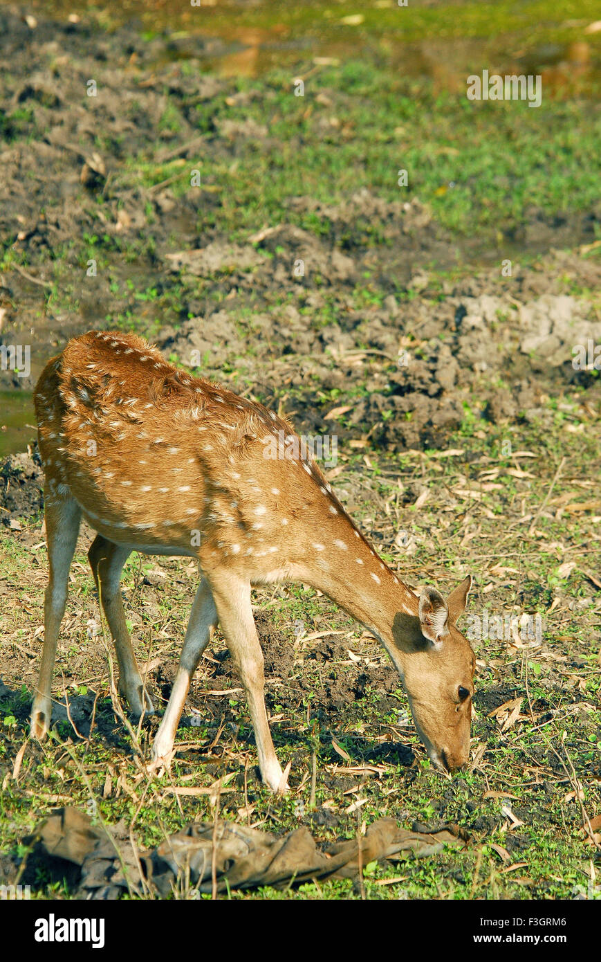 Chital femmina o Spotted deer doe asse Foto Stock