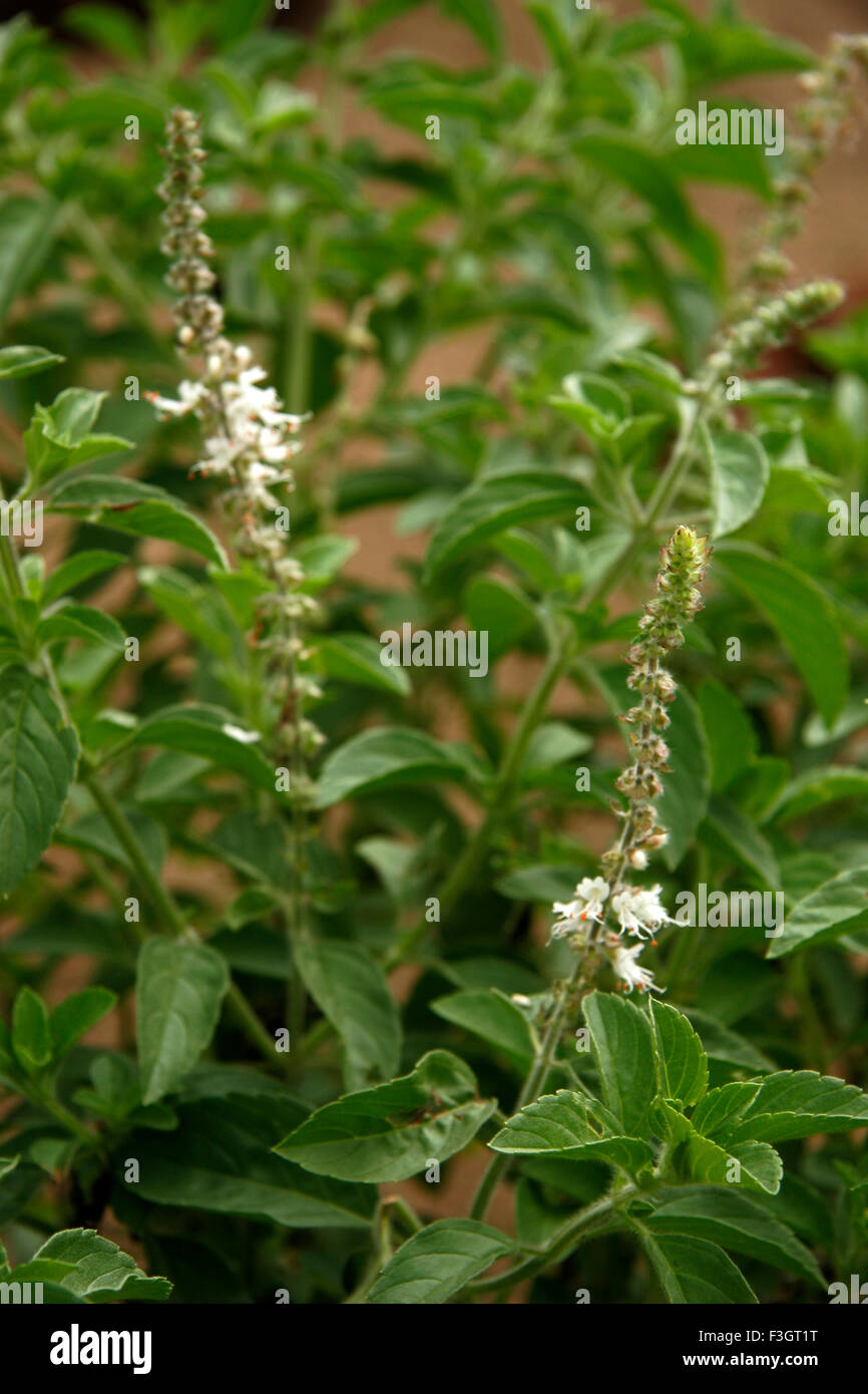 Ayurvedic pianta medicinale ; nome scientifico ocimum ; nome inglese di piante sensibili Foto Stock