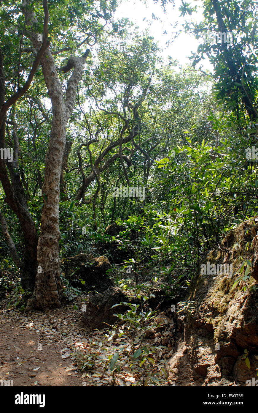 Foresta di Matheran ; district Raigad ; Maharashtra ; India ; Asia Foto Stock