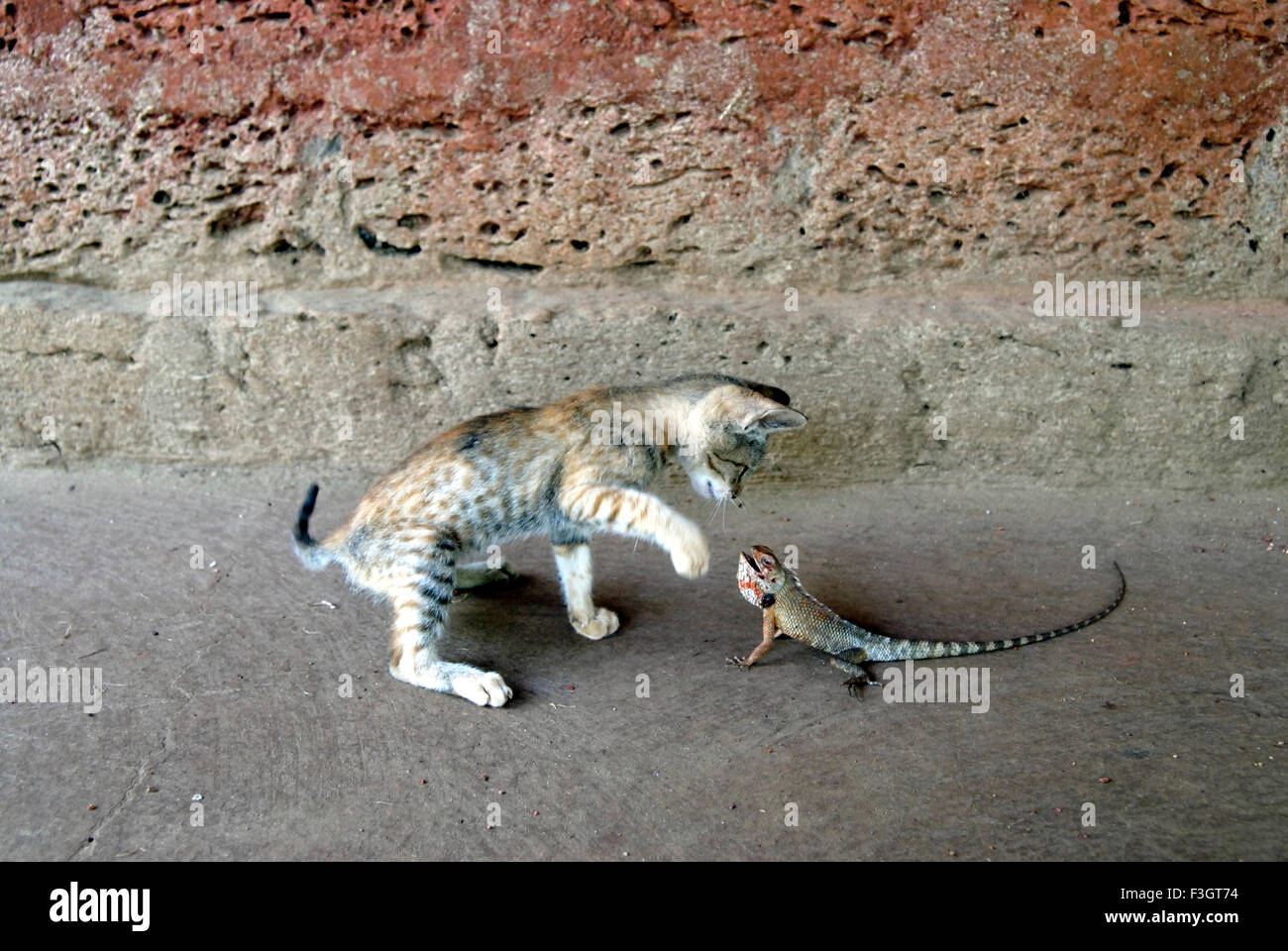 Caccia tussle aen cat e lizard in varandha di casa ; taluka Lanja ; district Ratnagiri ; Maharashtra ; India ; Asia Foto Stock