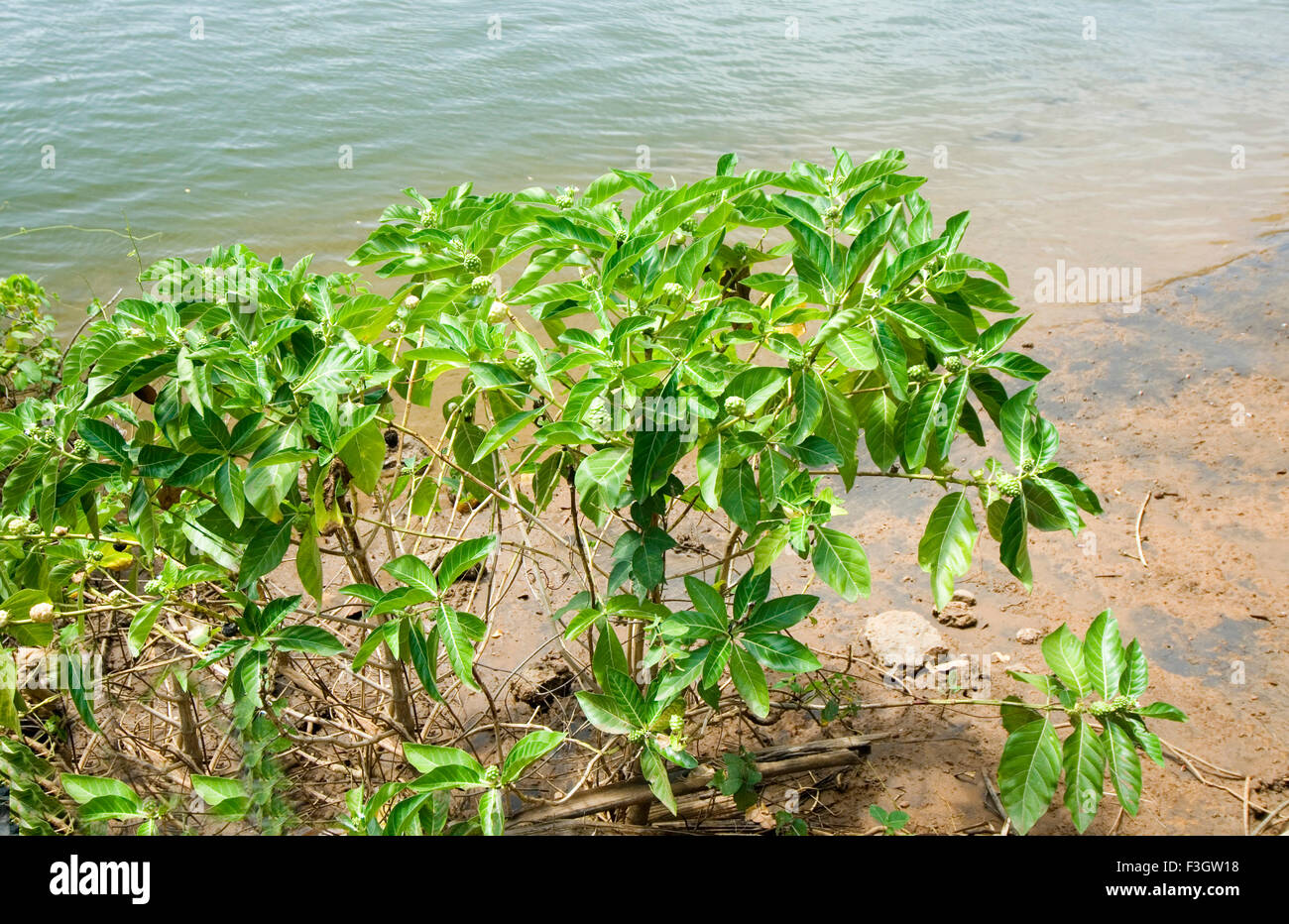 Pianta medicinale nome locale bartondi Indian mulberry morinda citrifolio linn Foto Stock