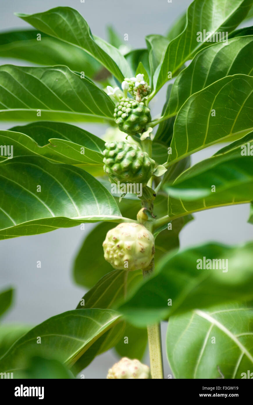 Pianta medicinale nome locale bartondi Indian mulberry morinda citrifolio linn Foto Stock