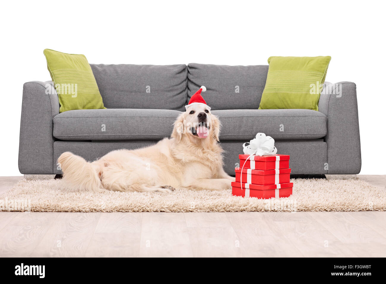 Il Golden Retriever cane sdraiato su un tappeto di fronte grigio di un divano con un paio di regali di Natale accanto ad esso Foto Stock