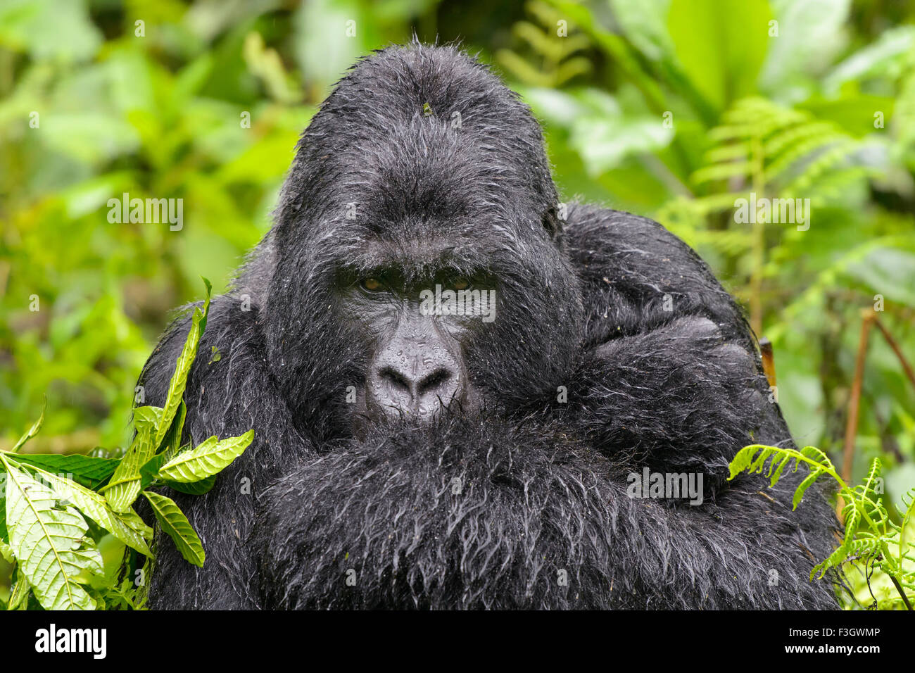 Gorilla di Montagna (Gorilla gorilla beringei) grande maschio silverback dal gruppo Sabyinyo, ritratto in una folta vegetazione e pioggia Foto Stock